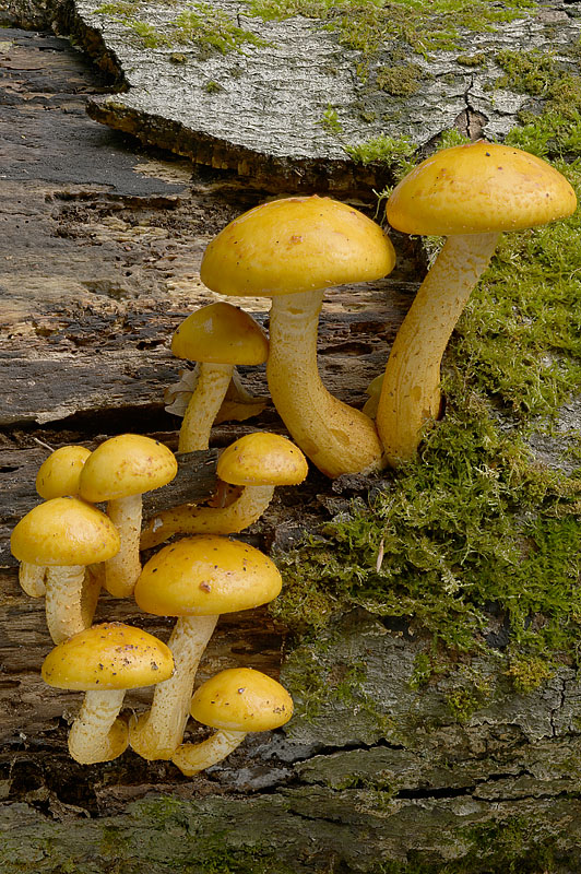 Pholiota adiposa